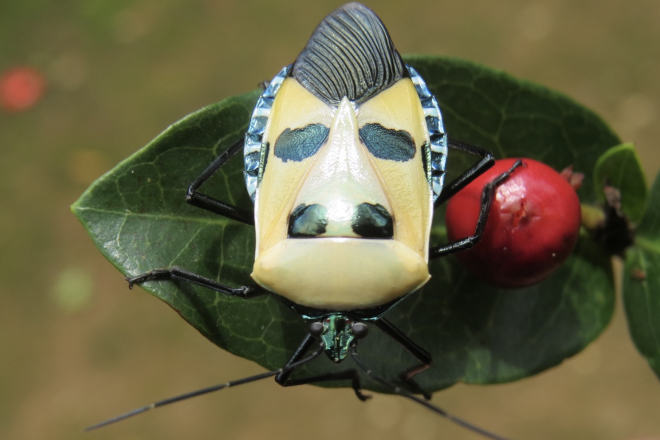 A man-faced stink bug, or catacanthus incarnatus, also called a “Hitler bug.” Credit: Wikipedia.