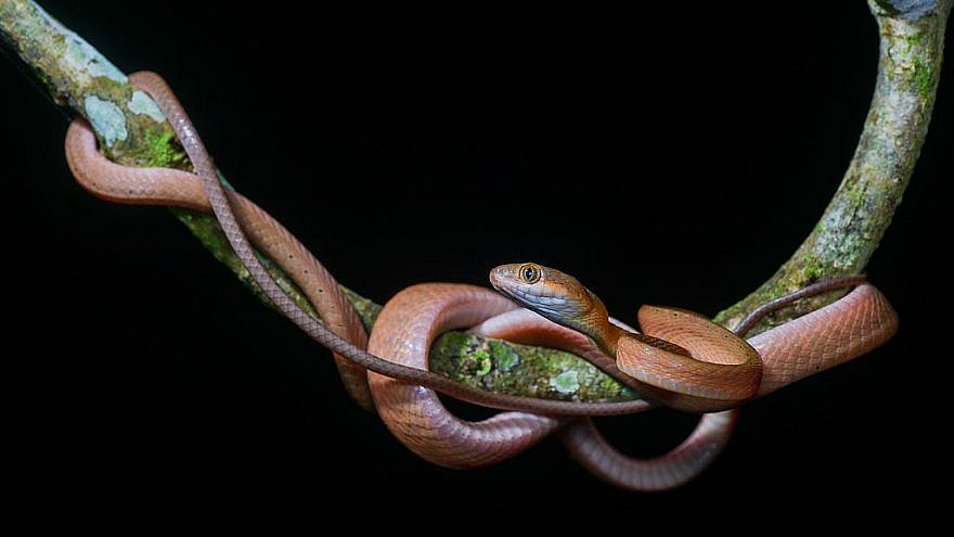 “Boiga nigriceps,” Red cat snake (subadult), Khao Luang National Park, Sept. 7, 2016. Credit: Thai National Parks via Wikimedia Commons.