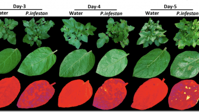 Potato plants grown in the greenhouse were infected with potato late blight or sprayed with water as control. Credit: Hebrew University of Jerusalem.