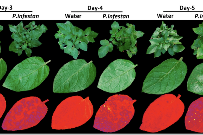 Potato plants grown in the greenhouse were infected with potato late blight or sprayed with water as control. Credit: Hebrew University of Jerusalem.