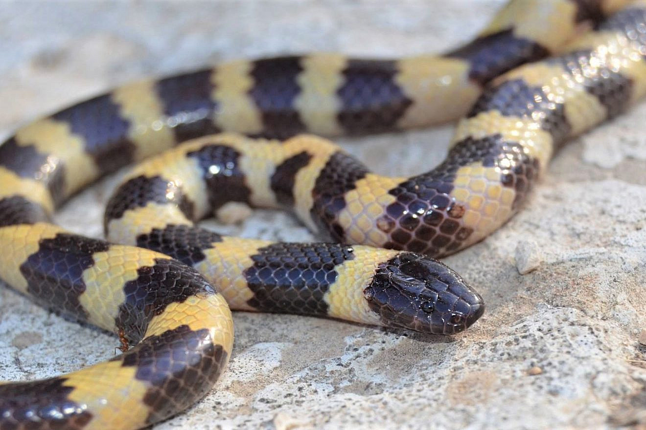 Micrelaps muelleri snake. Photo by David David, 2013.