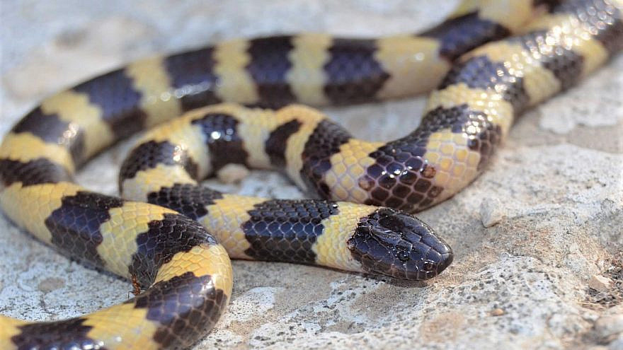 Micrelaps muelleri snake. Photo by David David, 2013.