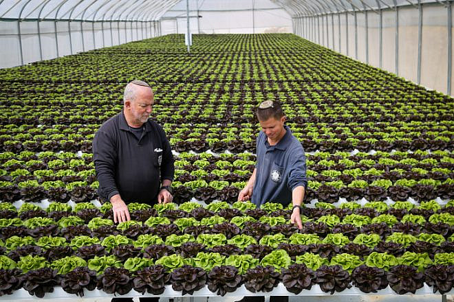 A hydroponic farm that grows lettuce in a greenhouse, in Kibbutz Migdal Oz, Gush Etzion, March 29, 2023. Photo by Gershon Elinson/Flash90.