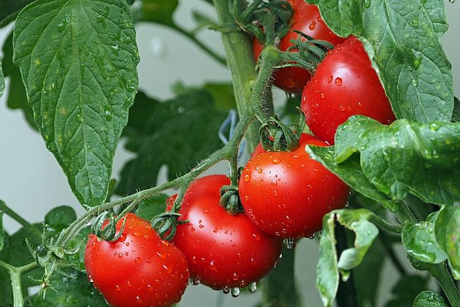 Tomatoes on the vine. Credit: Pixabay.