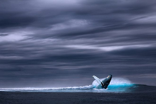 Image of a whale sounding. Source: Pixabay.