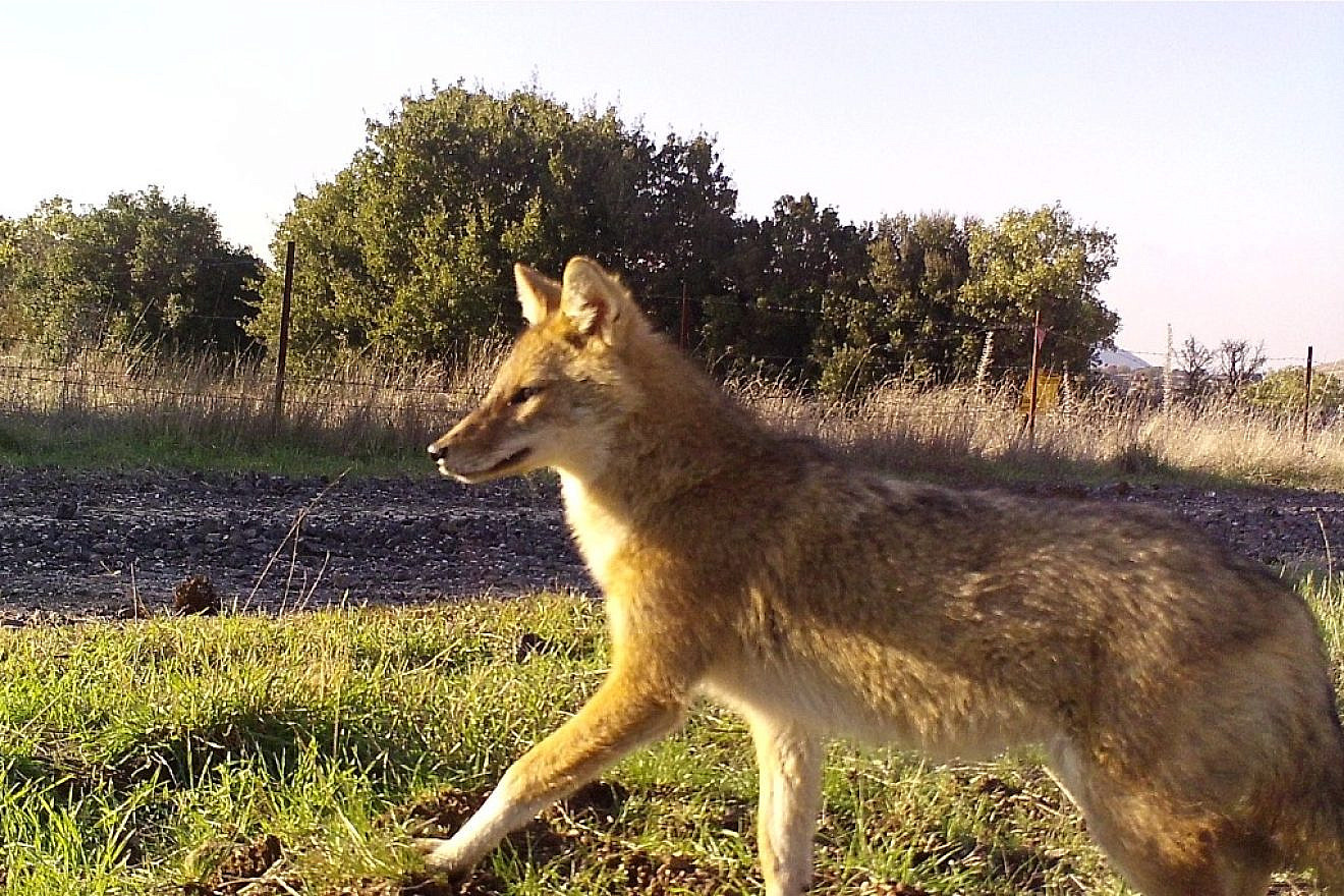 A long-furred jackal on the Golan Heights. Photo by Shlomo Preiss-Bloom/Scientific Reports via TPS.