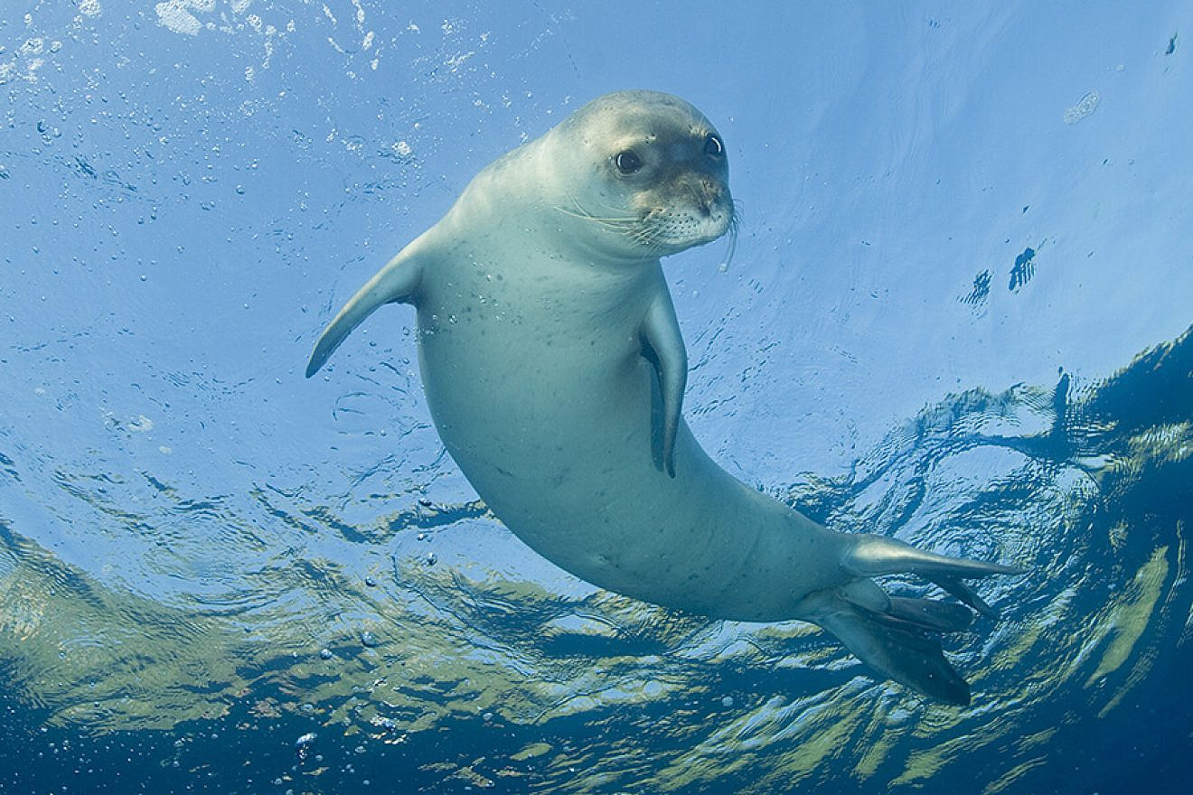 A Mediterranean monk seal, Monachus monachus, in Gokova Bay, Turkey. Credit: Shutterstock.
