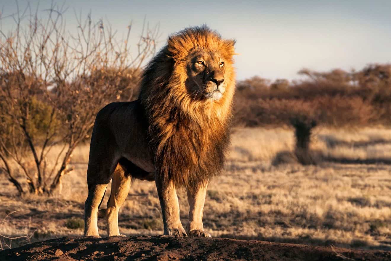 A lion in its natural habitat. Photo: Shutterstock