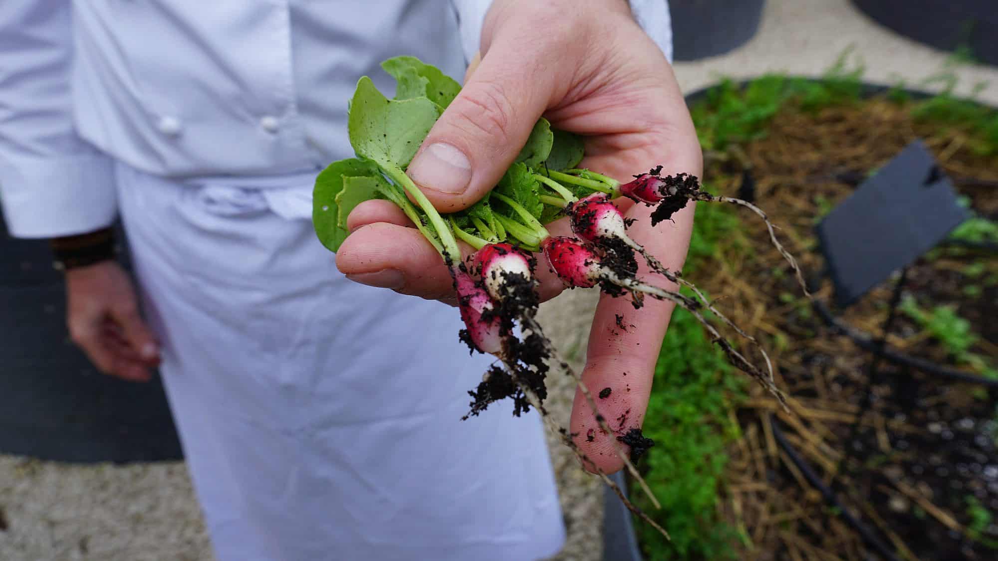 A chef holds his home-grown radishes on Grand Cayman. Jennifer Billock/Shutterstock.