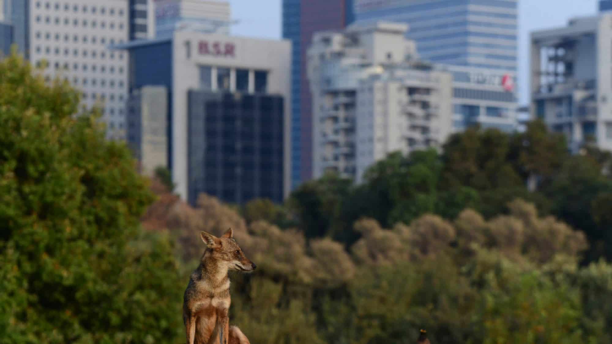 A jackal is seen at Yarkon Park in Tel Aviv, Sept. 3, 2022. Photo by Tomer Neuberg/Flash90.