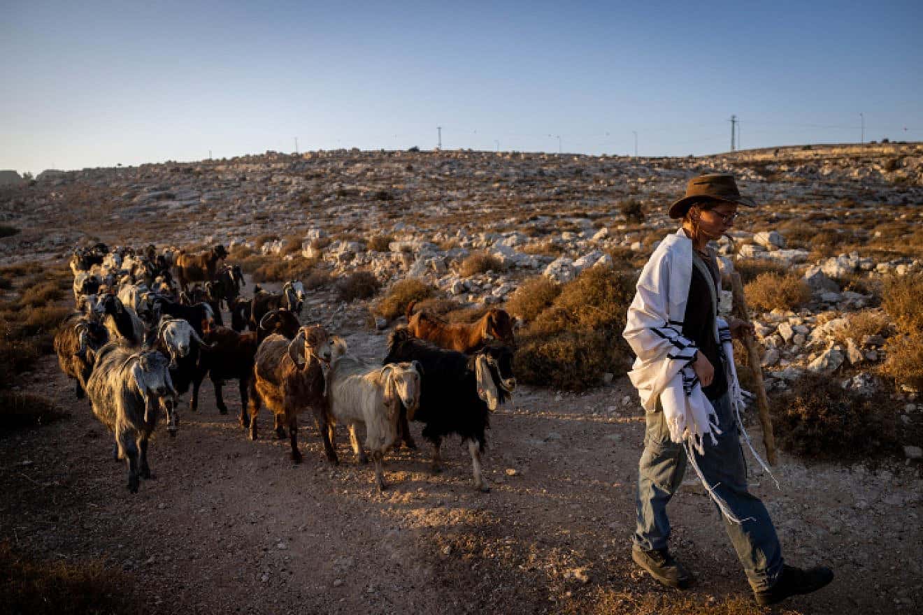 A Jew herds sheep near his community in Judea and Samaria on Aug. 20, 2023. Photo by Chaim Goldberg/Flash90.