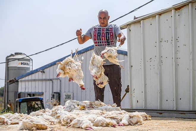 Kobi Sarmili removes chickens that died during the heat wave at a farm in Moshav Margaliot, northern Israel, Aug. 14, 2023. Photo by Ayal Margolin/Flash90.
