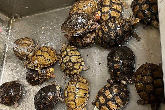 Rare Mexican box turtles seized at the Memphis Port of Entry in Memphis, Tenn, May 18, 2021. Credit: U.S. Fish and Wildlife Service.