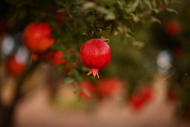 Pomegranates in Kibbutz Hulda in central Israel, Sept. 22, 2022. Photo by Mendy Hechtman/Flash90.