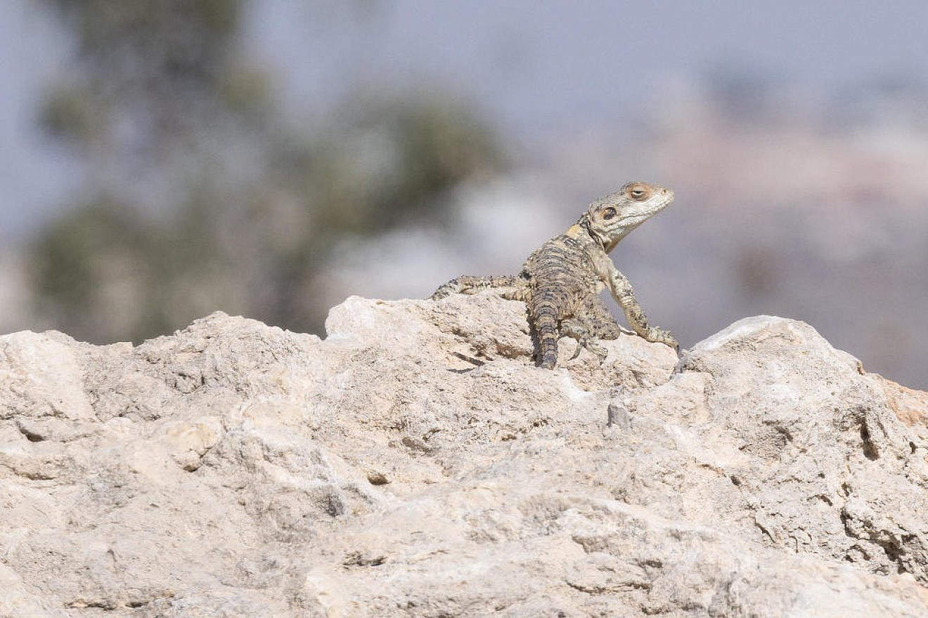 An agama lizard enjoys the summer sun in Israel's Binyamin region, July 31, 2023. Photo by Ariel Tanami/TPS