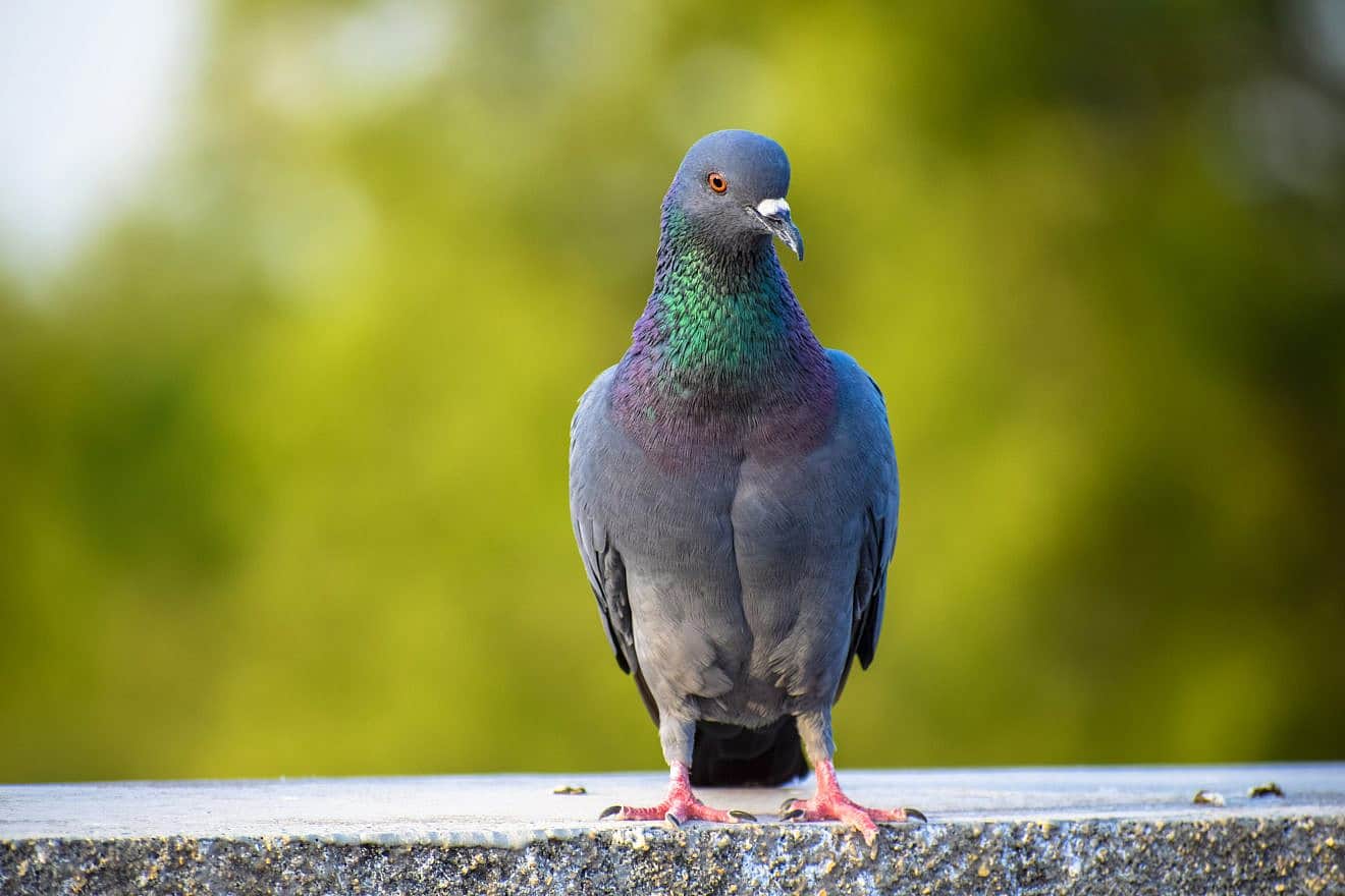 A pigeon. Credit: Snehaaaa Patel/Shutterstock.