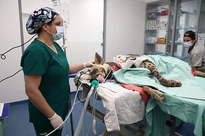 Veterinarians operate on an injured striped hyena at Israel's Wildlife Hospital in Ramat Gan, Oct. 1, 2023. Photo by Gideon Markowicz/TPS.