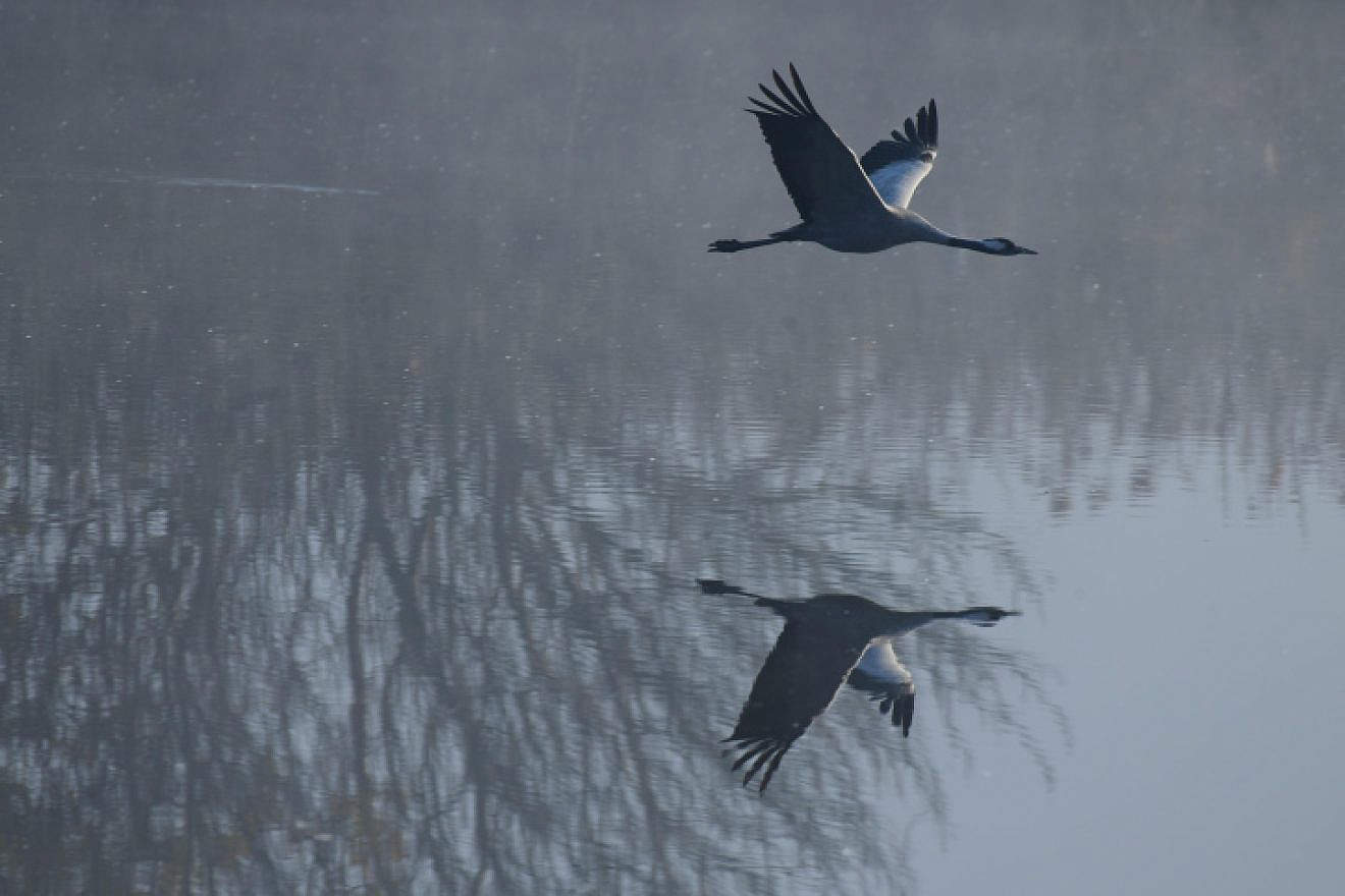 Cranes seen at the Hula Valley lake in northern Israel on Jan. 26, 2023. Photo by Tomer Neuberg/Flash90.
