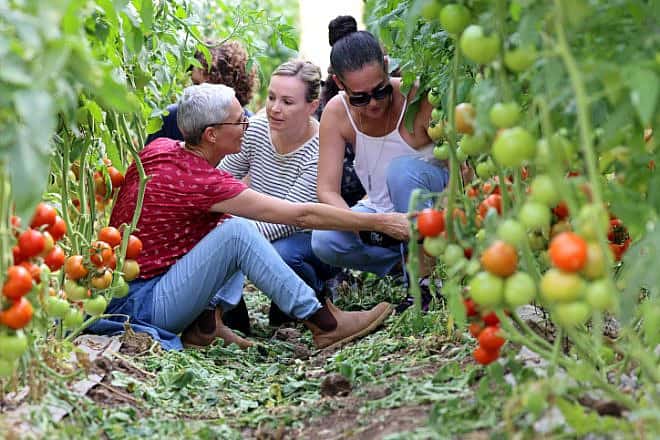 Israeli volunteers help out with tomatoes harvest at a moshav in the Sharon area, Nov. 6, 2023. Photo by Yossi Zamir/Flash90.