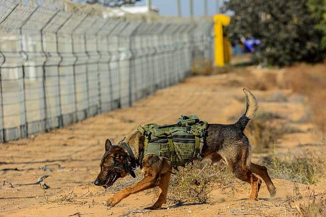 Soldiers from the IDF's Oketz canine unit patrol in Kerem Shalom on the Gaza-Israel-Egypt border, May 18, 2022. Photo by Michael Giladi/Flash90.