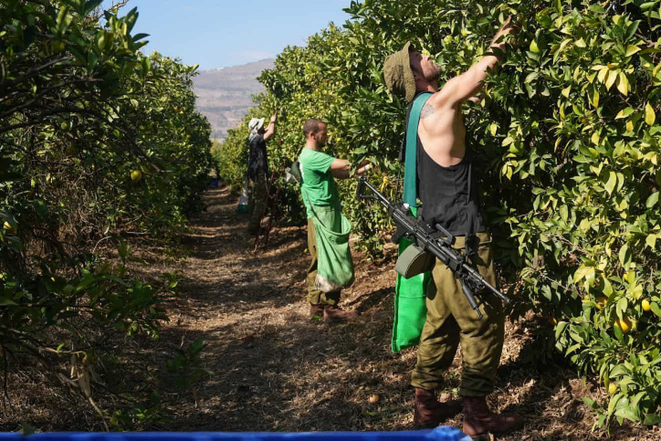 Israeli reserve soldiers help farmers pick oranges in Moshav Beit Hillel, not far from the Israeli border with Lebanon, Nov. 10, 2023. Photo by Ayal Margolin/Flash90.