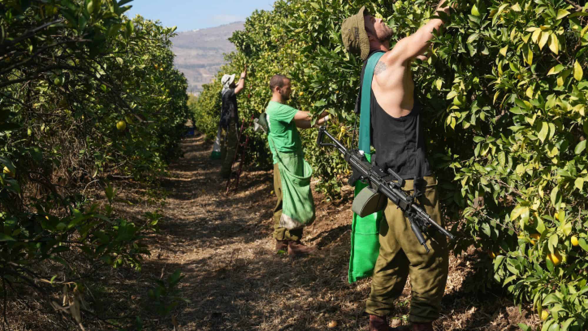 Israeli reserve soldiers help farmers pick oranges in Moshav Beit Hillel, not far from the Israeli border with Lebanon, Nov. 10, 2023. Photo by Ayal Margolin/Flash90.