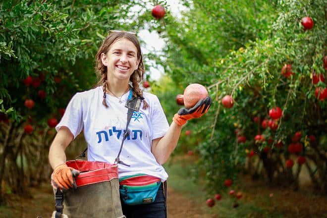 Melissa Liberson, one of Birthright’s first volunteers to Israel this winter. Volunteers helped pick orchard fruit on Moshav Zrahia, one of many communities affected by Hamas's Oct. 7 terrorist attack. Credit: Courtesy Taglit-Birthright Israel.