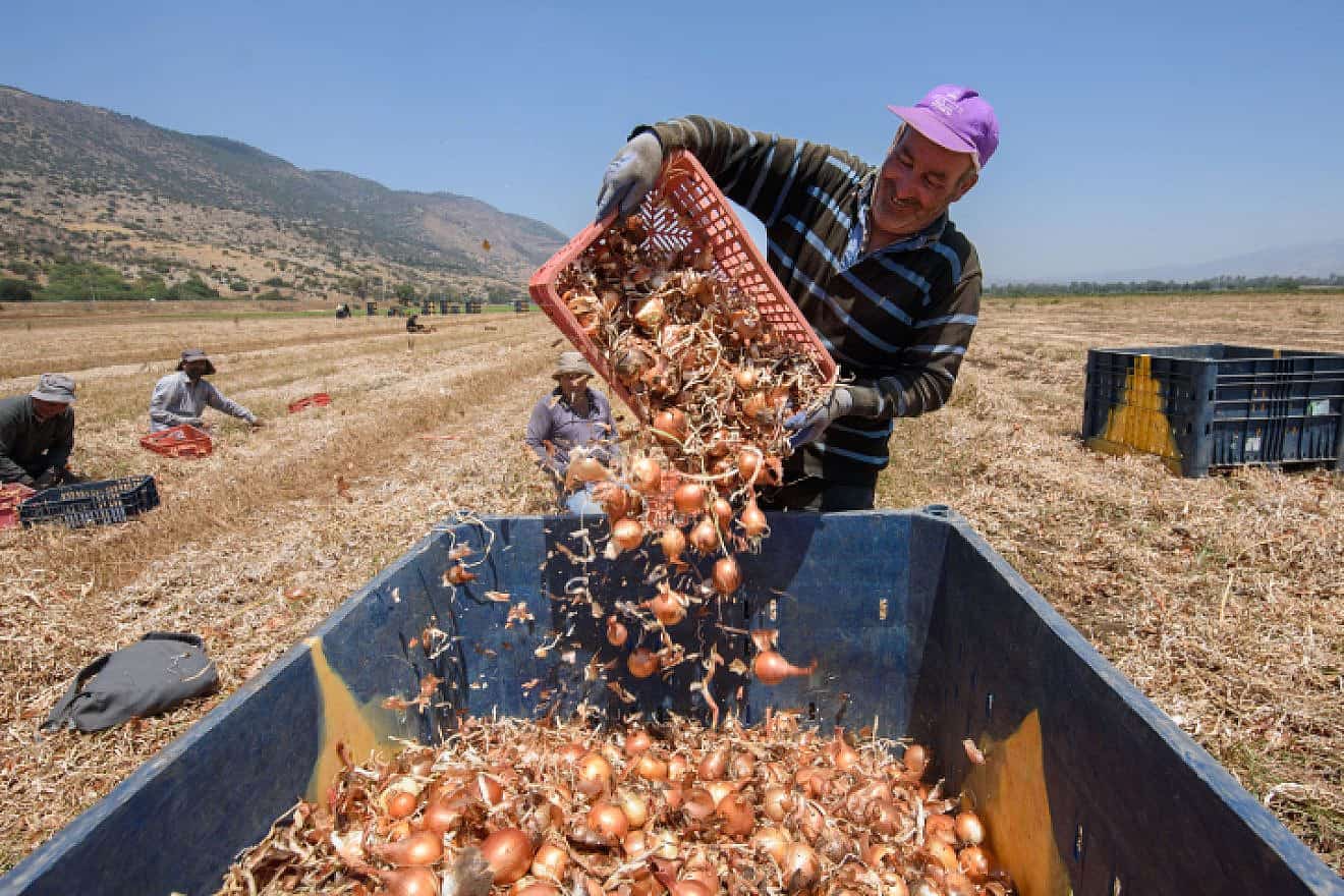 Workers harvest onions at a field in the Hula Valley in northern Israel, Aug. 2, 2023. Photo by Ayal Margolin/Flash90.