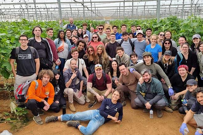Masa volunteers help farmers as part of their trip to Israel. Credit: Courtesy of Masa Israel Journey.