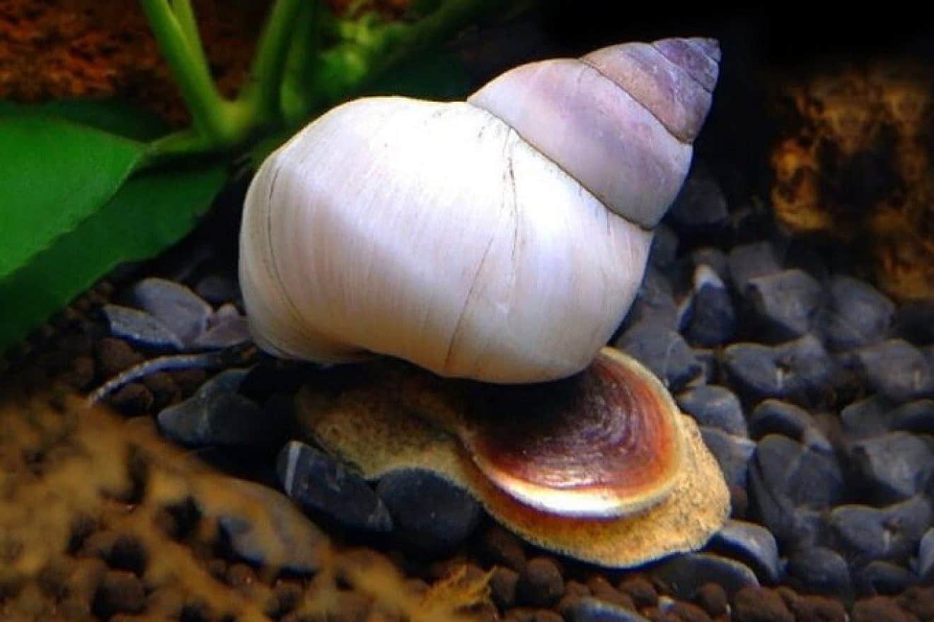 Filopaludina snails. Credit: AquaFood/X.